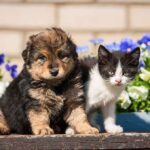 A puppy and a kitten sitting together in front of colorful flowers