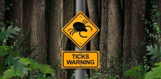 Warning sign about ticks in a forested area