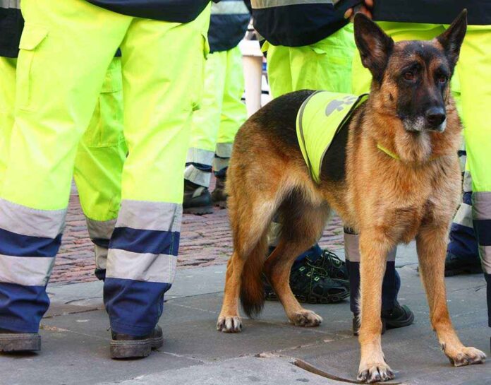 A German Shepherd in a safety vest standing near workers in bright yellow gear