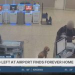 Heartless Owner ABANDONS Dog – Officer’s Stunning Move Abandoned dog at Reid Airport in Las Vegas finds forever home