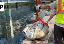 Trump RECLAIMS Statue Dragged Into Harbor By Mob