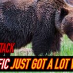 Hiker MIRACULOUSLY Survives Grizzly Sprint Attack!