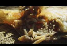 Flesh-Eating Fly RAVISHES U.S Livestock! First case of New World screwworm in country confirmed in Zavala County