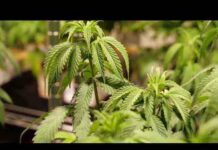 Kids Can Now Toke Up Thanks Boneheaded Blunder by Dems Virginia prosecutors debate whether state budget accidentally repealed marijuana laws