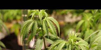 Virginia prosecutors debate whether state budget accidentally repealed marijuana laws