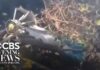 5 Americans among 7 killed in luxury safari helicopter crash in Kenya