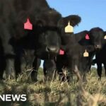 Beef prices soar to record highs