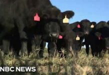 Beef prices soar to record highs