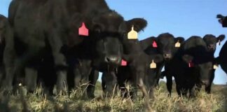 Beef prices soar to record highs