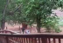 Tourist attacked on Havasupai reservation trail by convicted felon