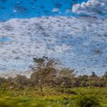 Swarm of locusts over a green field